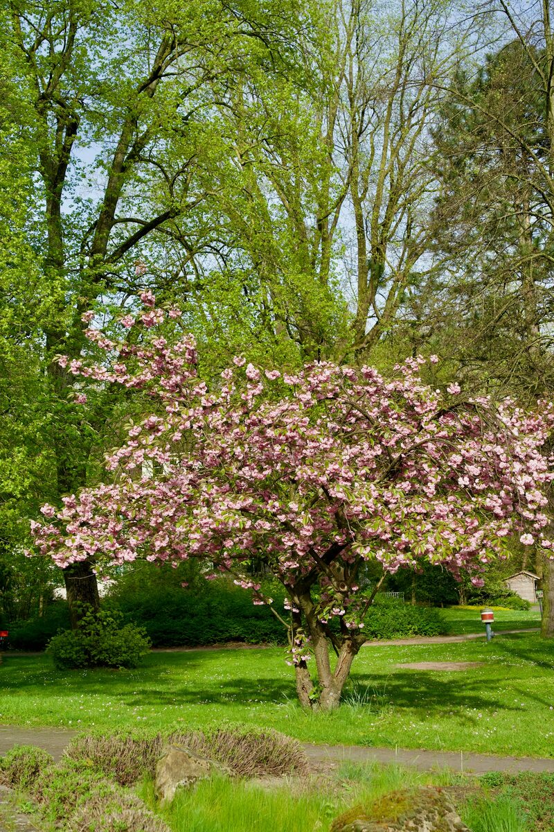 Arbre en fleurs, resplendissant — illustration de la métaphore de l’arbre en numérologie stratégique